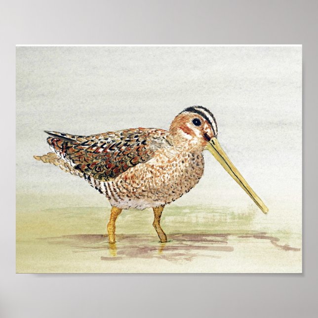 Common Snipe Poster (Framsidan)