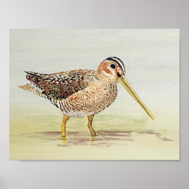 Common Snipe Poster (Framsidan)