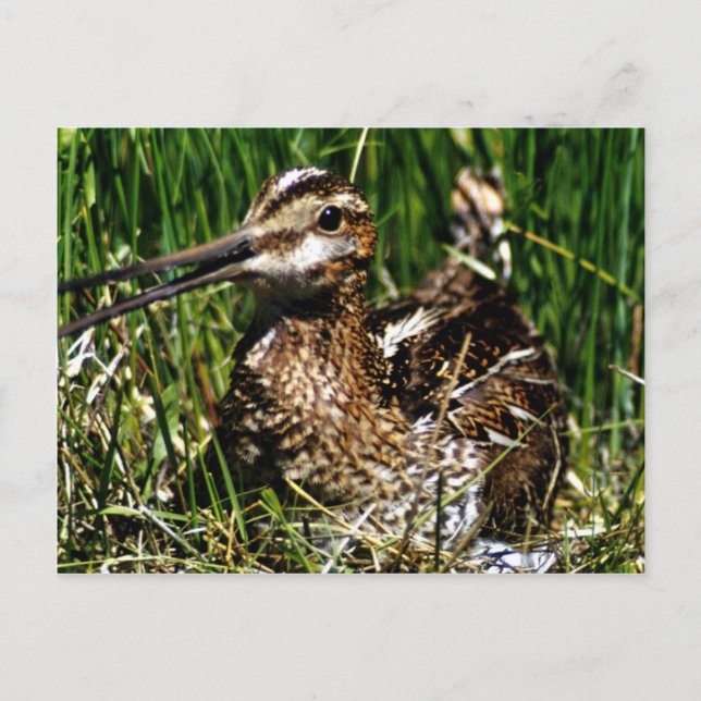 Common Snipe Vykort (Framsida)