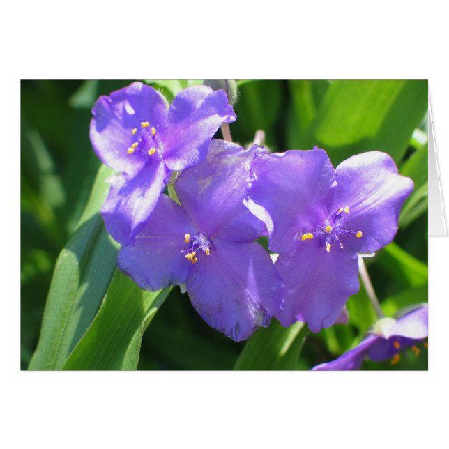 Common Spiderwort OBS Kort (Framsidan Horizontal)