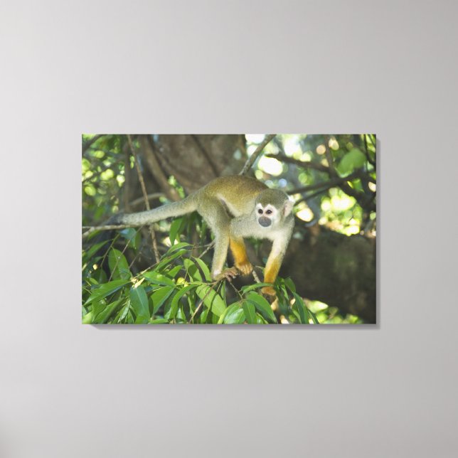 Common Squirrel Monkey, (Saimiri sciureus), Rio Canvastryck (Framsida)