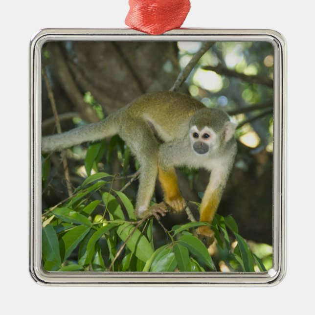 Common Squirrel Monkey, (Saimiri sciureus), Rio Julgransprydnad Metall (Framsidan)