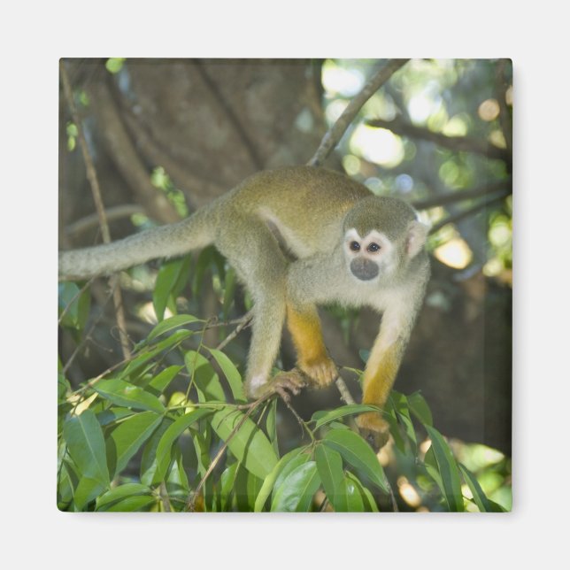 Common Squirrel Monkey, (Saimiri sciureus), Rio Magnet (Framsidan)