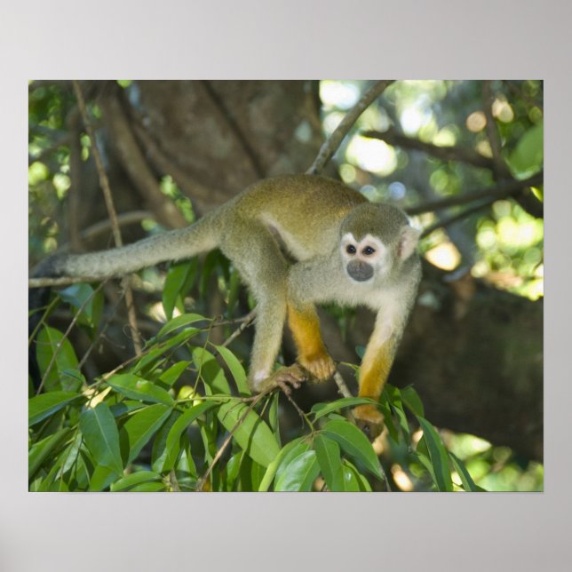 Common Squirrel Monkey, (Saimiri sciureus), Rio Poster (Framsidan)