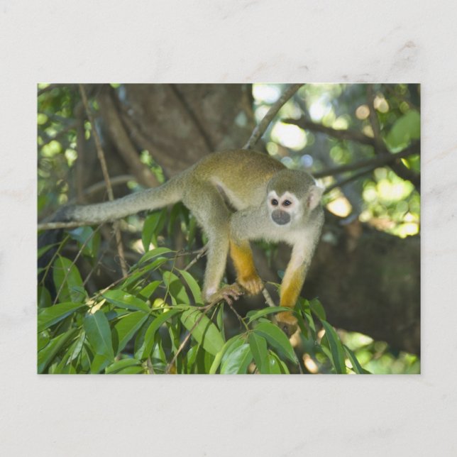 Common Squirrel Monkey, (Saimiri sciureus), Rio Vykort (Framsida)