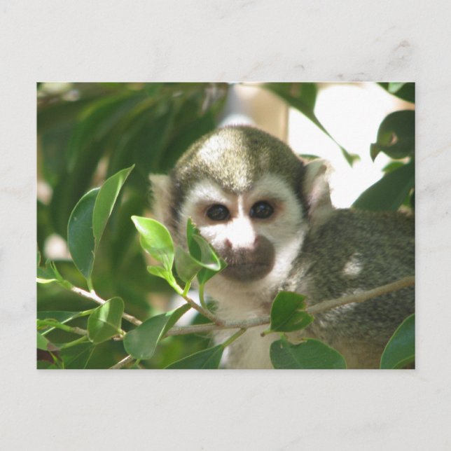 Common Squirrel Monkey Vykort (Framsida)