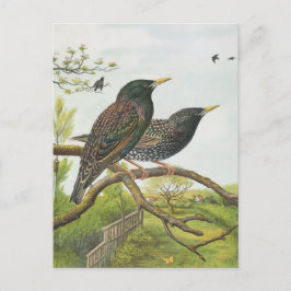 Common Starling Vykort