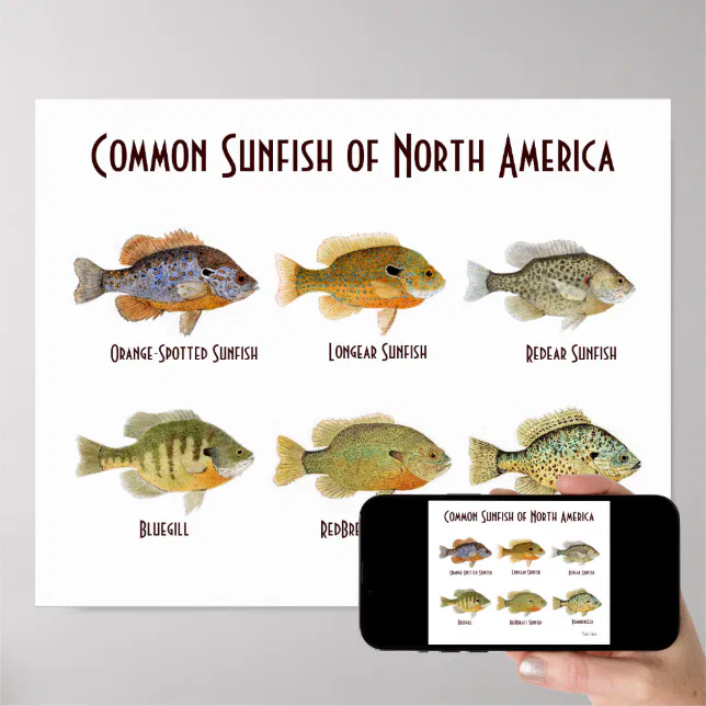 Common Sunfish of North America.. Poster
