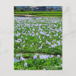 Common Water Hyacinth:Postcard Vykort