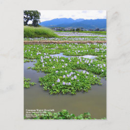 Common Water Hyacinth：Postcard Vykort