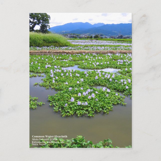 Common Water Hyacinth：Postcard Vykort (Framsida)