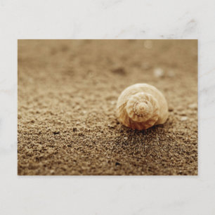 Common Whelk Botany Bay Vykort