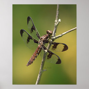Common Whitetail Skimmer Dragonfly Female. Poster