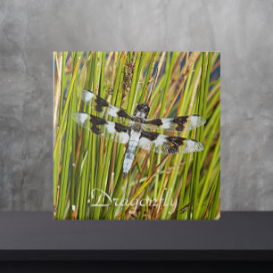 Common Whitetail Skimmer Dragonfly Photo Kakelplatta