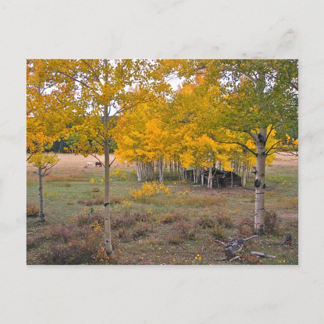 Como Bäck, Colorado Vykort (Framsida)