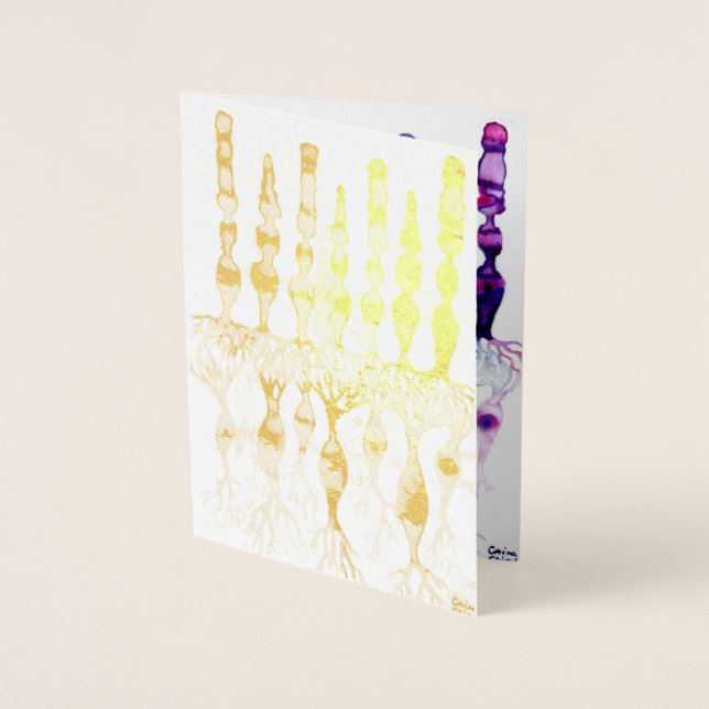 Conceller, stavceller och bipolära neuroner av ret folierat kort (Framsida)