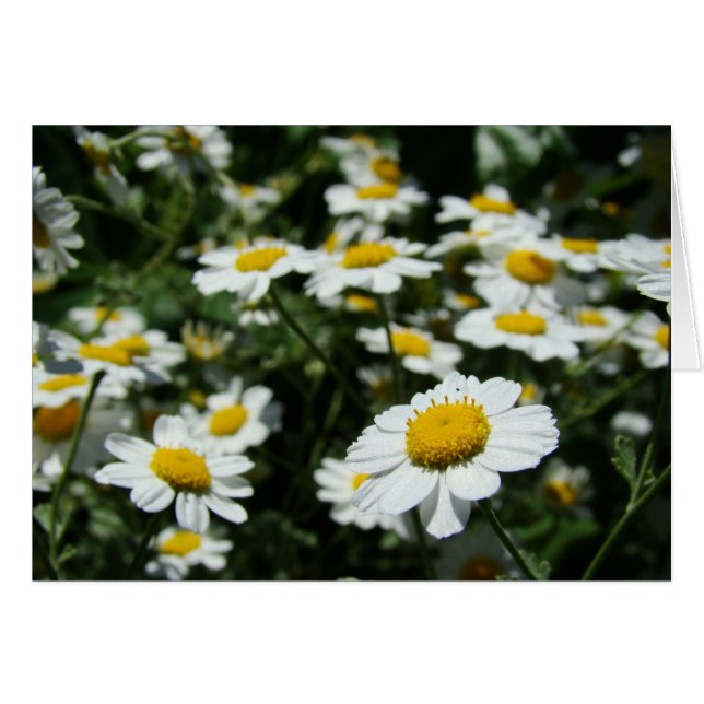 Concentre Hälsningskort (Framsidan Horizontal)