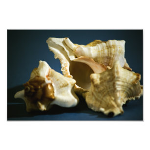 Conch 3335 Photo Fototryck