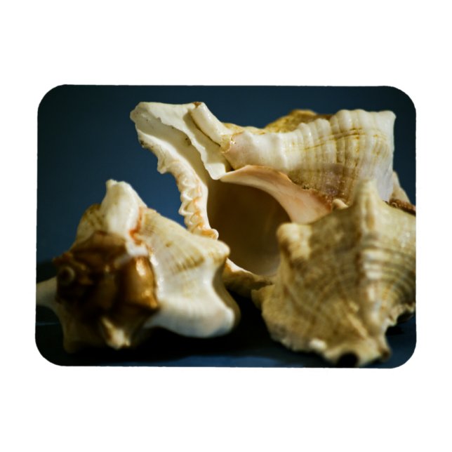 Conch 3335 Vinyl Magnet (Horisontell)