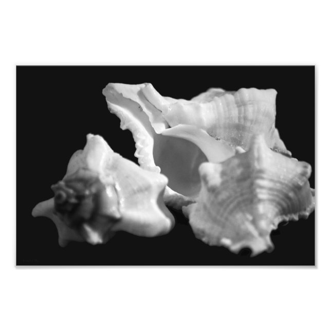 Conch in Black & White Photo Fototryck (Framsidan)