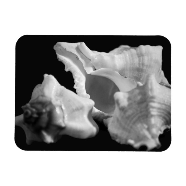 Conch in Black & White Vinyl Magnet (Horisontell)