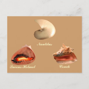 Conch, Nautilus, Queens Helmet Vykort