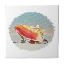 Conch on the Beach