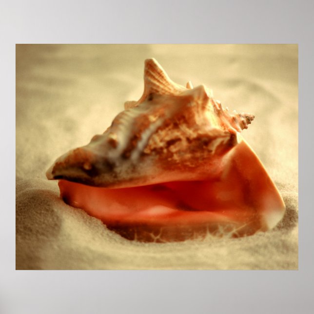 Conch Poster (Framsidan)