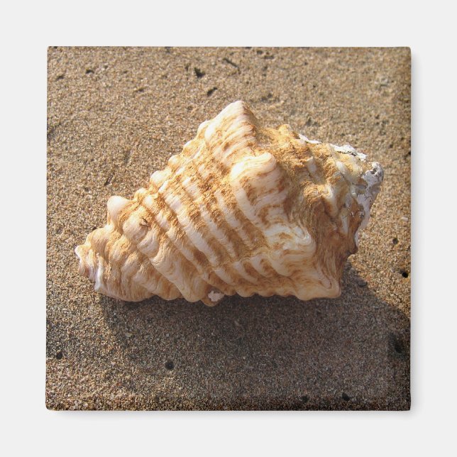 Conch Seashell Sand Beach Magnet (Framsidan)