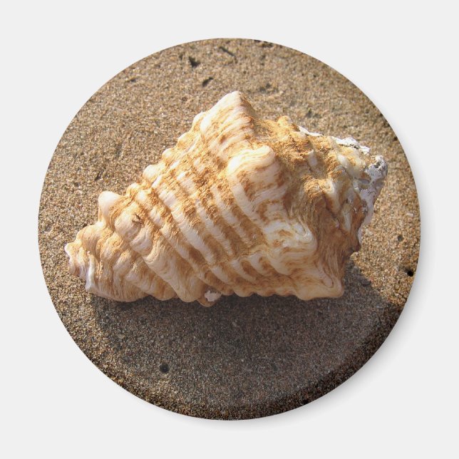 Conch Seashell Sand Beach Magnet (Framsidan)