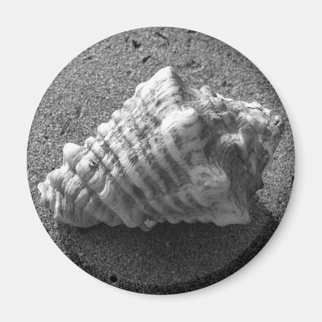 Conch Seashell Sand Beach Magnet (Framsidan)