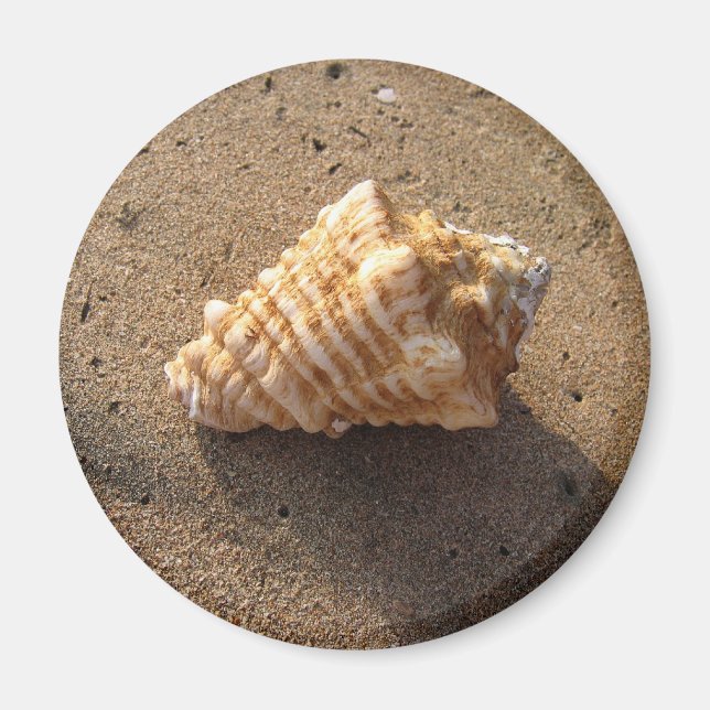 Conch Seashell Sand Beach Magnet (Framsidan)