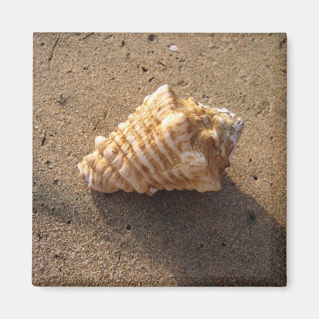 Conch Seashell Sand Beach Magnet (Framsidan)
