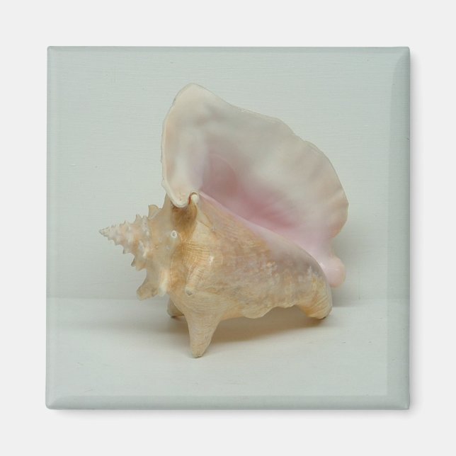 CONCH SHELL-magnet (fyrkantig) Magnet (Framsidan)