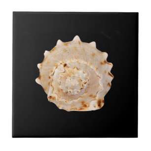 Conch Snäcka Ceramic Photo Tile Kakelplatta