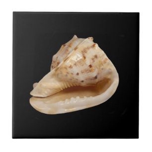 Conch Snäcka Ceramic Photo Tile Kakelplatta