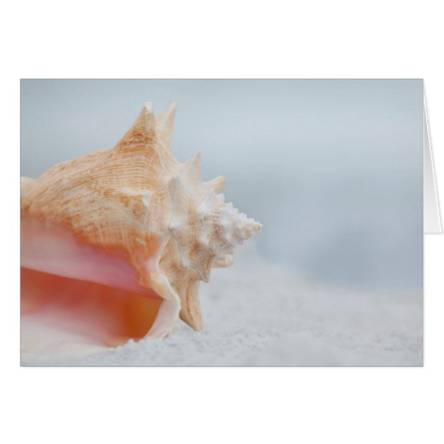 Conch Snäcka | Florida Hälsningskort (Framsidan Horizontal)