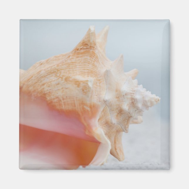 Conch Snäcka | Florida Magnet (Framsidan)