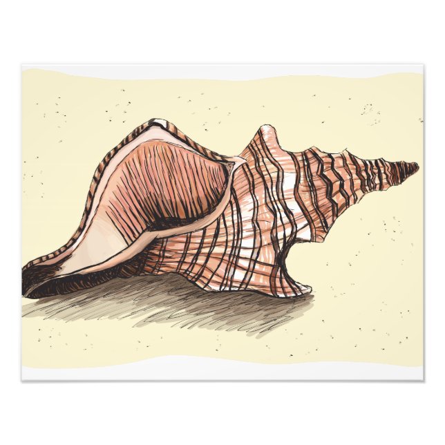 Conch Snäcka Fototryck (Framsidan)