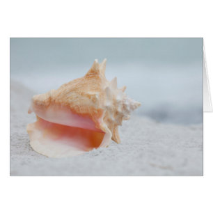 Conch Snäcka Hälsningskort
