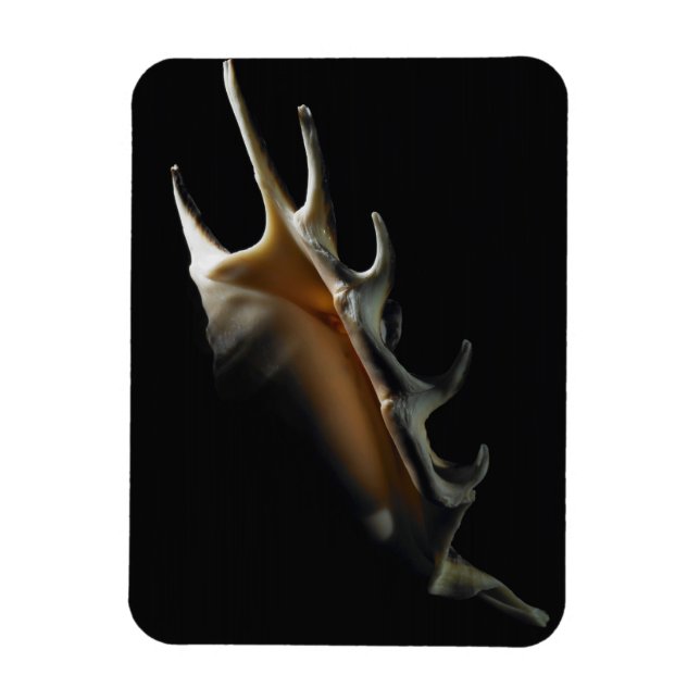 Conch snäcka magnet (Vertikal)
