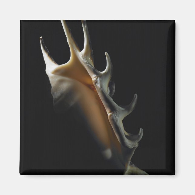 Conch snäcka magnet (Framsidan)