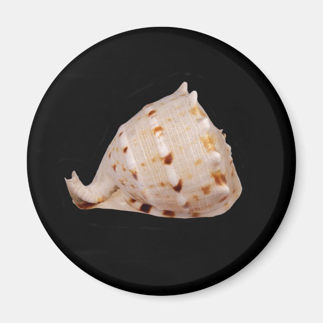 Conch Snäcka Magnet (Framsidan)