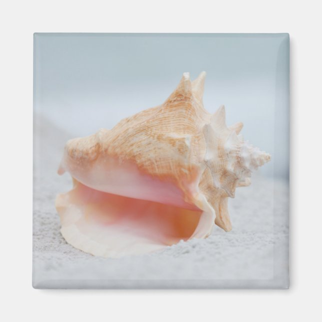 Conch Snäcka Magnet (Framsidan)
