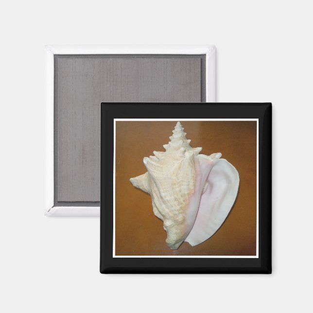 Conch Snäcka Magnet (Front/Back)