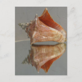 Conch Snäcka och dess reflektion Vykort