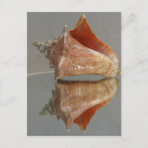 Conch Snäcka och dess reflektion Vykort