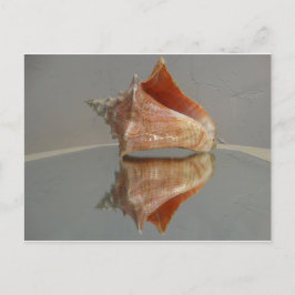 Conch Snäcka och dess reflektion Vykort