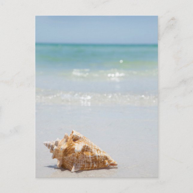 Conch Snäcka på båge | Florida, St. Petersburg Vykort (Framsida)