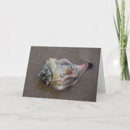 Conch Snäcka på Beach Tack Kort
